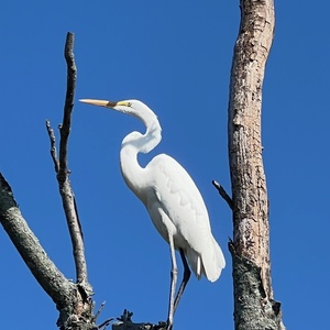 Fundraising Page: Silvia Athans